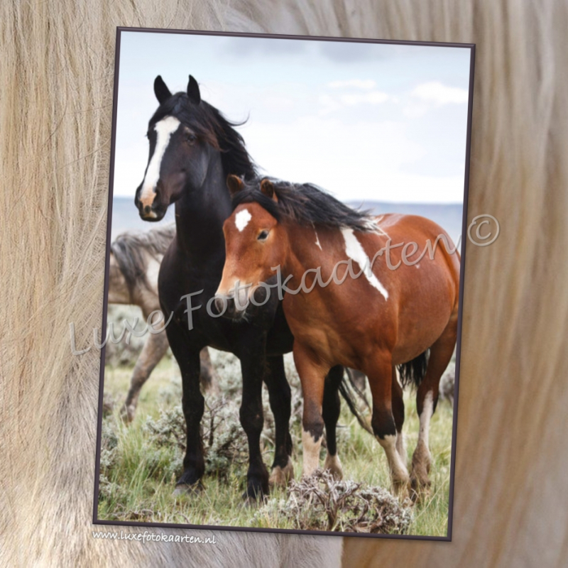 Blanco Kind - Paarden